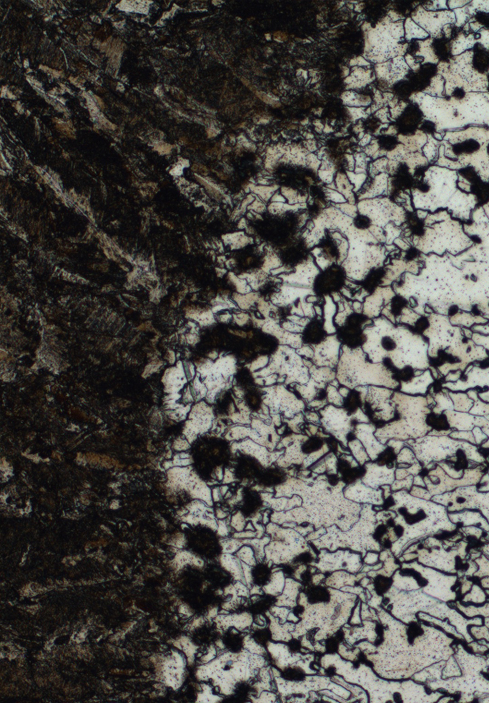 Microscopia ottica
